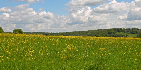 photo of a field of buttercups